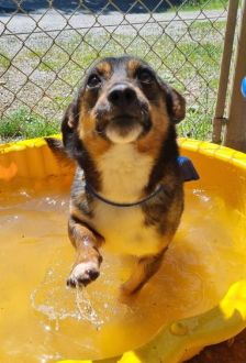 Otto – Mischling, Männchen, 1 Jahr, 97074 Würzburg – Foto 5