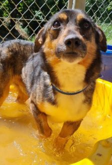 Otto – Mischling, Männchen, 1 Jahr, 97074 Würzburg – Foto 6