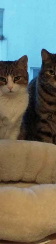 Dani – EKH, Weibchen, 2 Jahre, 82031 Grünwald – Foto 2