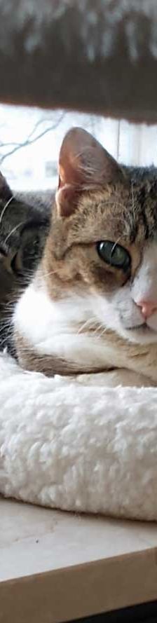 Dani – EKH, Weibchen, 2 Jahre, 82031 Grünwald – Foto 5