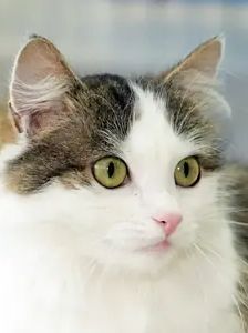 Jeanette – EKH, Weibchen, 2 Jahre, 90537 Feucht – Foto 1