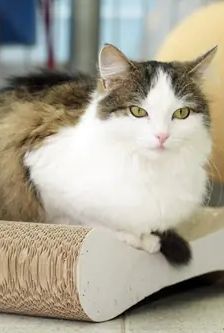 Jeanette – EKH, Weibchen, 2 Jahre, 90537 Feucht – Foto 2