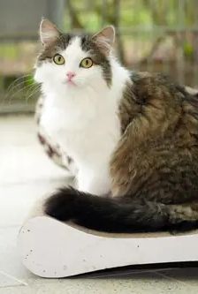 Jeanette – EKH, Weibchen, 2 Jahre, 90537 Feucht – Foto 3