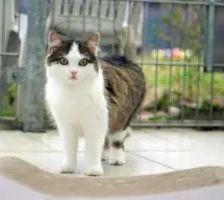 Jeanette – EKH, Weibchen, 2 Jahre, 90537 Feucht – Foto 4