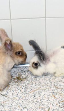 Mary-Lou – Angorakaninchen, Weibchen, 1 Jahr 10 Monate, 90537 Feucht – Foto 2