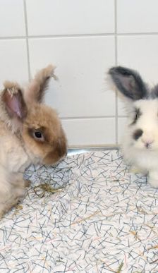 Mary-Lou – Angorakaninchen, Weibchen, 1 Jahr 10 Monate, 90537 Feucht – Foto 3