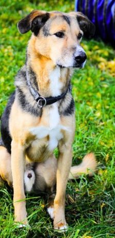 Lucius – Herdenschutzhund-Schäferhund-Mix, Männchen, 3 Jahre, 70195 Stuttgart-Botnang – Foto 4
