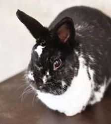Brownie & Schoko – Zwergkaninchen, Männchen, 41 Monate, 13057 Berlin – Foto 3