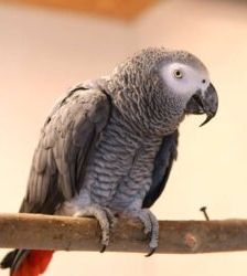 Rico – Graupapagei, Männchen, Alter unbekannt, 13057 Berlin – Foto 3