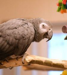 Rico – Graupapagei, Männchen, Alter unbekannt, 13057 Berlin – Foto 6