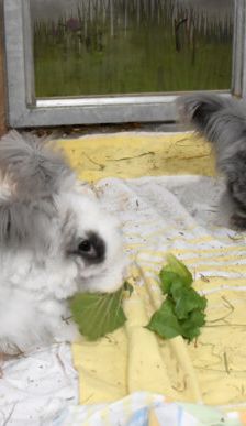 Shadow – Angorakaninchen, Männchen, Alter unbekannt, 90537 Feucht – Foto 4