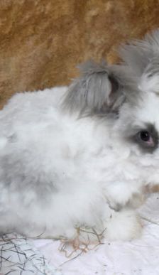 Shadow – Angorakaninchen, Männchen, Alter unbekannt, 90537 Feucht – Foto 6
