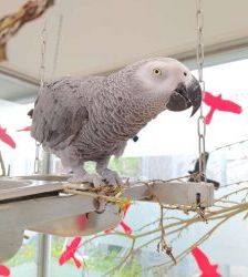 Lucy – Graupapagei, Weibchen, 20 Jahre, 13057 Berlin – Foto 11