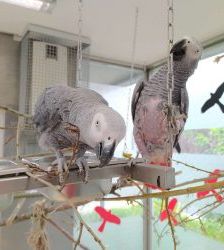 Lucy – Graupapagei, Weibchen, 20 Jahre, 13057 Berlin – Foto 14