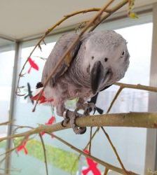 Lucy – Graupapagei, Weibchen, 20 Jahre, 13057 Berlin – Foto 15