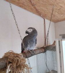 Lucy – Graupapagei, Weibchen, 20 Jahre, 13057 Berlin – Foto 4