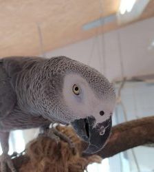 Lucy – Graupapagei, Weibchen, 20 Jahre, 13057 Berlin – Foto 6