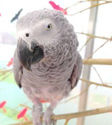 Lucy – Graupapagei, Weibchen, 20 Jahre, 13057 Berlin – Foto 10