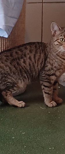 Papa Bär – Katze, Männchen, Alter unbekannt, 28357 Bremen – Foto 3
