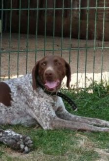 Tchoupie – Deutsch Kurzhaar, Weibchen, 3 Jahre 6 Monate, 97074 Würzburg – Foto 3