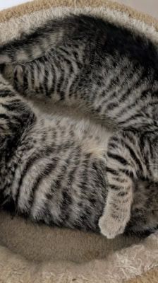 Ruffy, Nami, Robin, Lysop & Sanji – Katze, Männchen, 3 Monate, 39576 Stendal – Foto 1