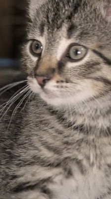 Ruffy, Nami, Robin, Lysop & Sanji – Katze, Männchen, 3 Monate, 39576 Stendal – Foto 2