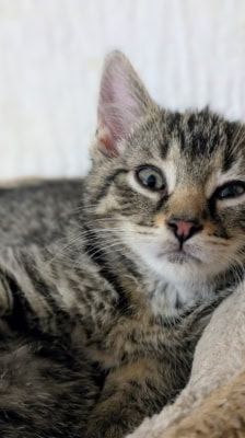 Ruffy, Nami, Robin, Lysop & Sanji – Katze, Männchen, 3 Monate, 39576 Stendal – Foto 3