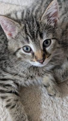 Ruffy, Nami, Robin, Lysop & Sanji – Katze, Männchen, 3 Monate, 39576 Stendal – Foto 4