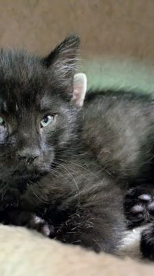 Ruffy, Nami, Robin, Lysop & Sanji – Katze, Männchen, 3 Monate, 39576 Stendal – Foto 5