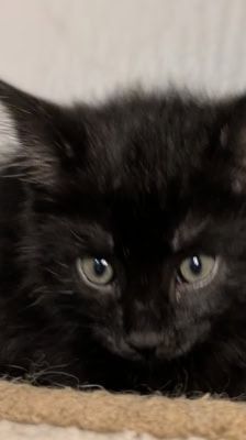 Ruffy, Nami, Robin, Lysop & Sanji – Katze, Männchen, 3 Monate, 39576 Stendal – Foto 6