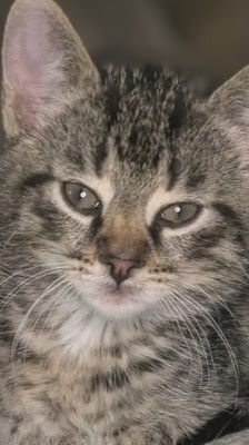Ruffy, Nami, Robin, Lysop & Sanji – Katze, Männchen, 3 Monate, 39576 Stendal – Foto 7