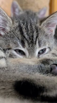 Ruffy, Nami, Robin, Lysop & Sanji – Katze, Männchen, 3 Monate, 39576 Stendal – Foto 8