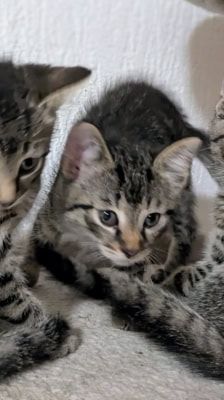 Ruffy, Nami, Robin, Lysop & Sanji – Katze, Männchen, 3 Monate, 39576 Stendal – Foto 9