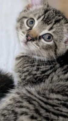 Ruffy, Nami, Robin, Lysop & Sanji – Katze, Männchen, 3 Monate, 39576 Stendal – Foto 10