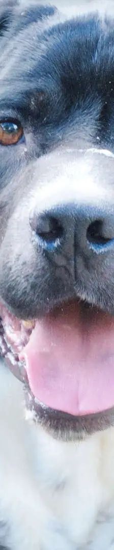 Egon – Cane Corso, Männchen, 71 Monate, 13057 Berlin – Foto 1