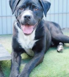 Egon – Cane Corso, Männchen, 71 Monate, 13057 Berlin – Foto 2