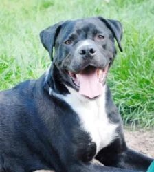 Egon – Cane Corso, Männchen, 71 Monate, 13057 Berlin – Foto 3