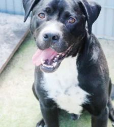Egon – Cane Corso, Männchen, 71 Monate, 13057 Berlin – Foto 4