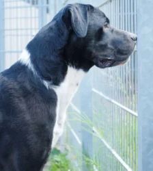 Egon – Cane Corso, Männchen, 71 Monate, 13057 Berlin – Foto 5