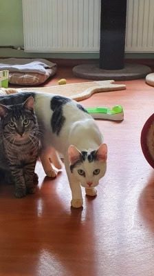 Bruno – Katze, Männchen, 3 Jahre 8 Monate, 39576 Stendal – Foto 1