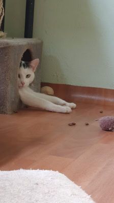 Bruno – Katze, Männchen, 3 Jahre 8 Monate, 39576 Stendal – Foto 2