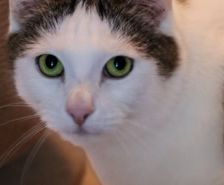Bruno – Katze, Männchen, 3 Jahre 8 Monate, 39576 Stendal – Foto 11