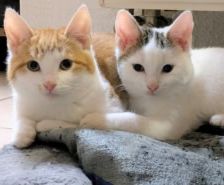 Bruno – Katze, Männchen, 3 Jahre 8 Monate, 39576 Stendal – Foto 13