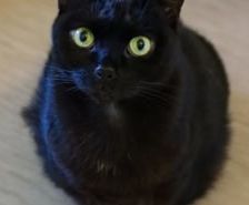 Bruno – Katze, Männchen, 3 Jahre 8 Monate, 39576 Stendal – Foto 18