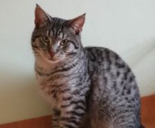 Bruno – Katze, Männchen, 3 Jahre 8 Monate, 39576 Stendal – Foto 25
