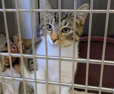 Bruno – Katze, Männchen, 3 Jahre 8 Monate, 39576 Stendal – Foto 5