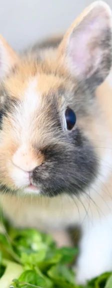 Basti – Zwergwidder, Männchen, 9 Monate, 13057 Berlin – Foto 1
