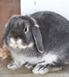 Basti – Zwergwidder, Männchen, 9 Monate, 13057 Berlin – Foto 4