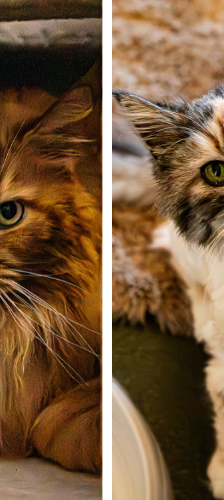 Peachy – Maine Coon, Weibchen, 7 Jahre, 28357 Bremen – Foto 1