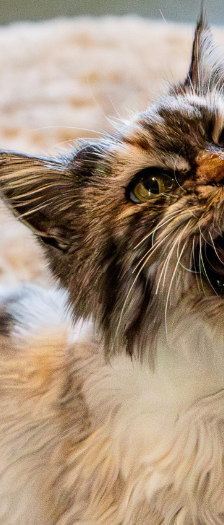Peachy – Maine Coon, Weibchen, 7 Jahre, 28357 Bremen – Foto 2